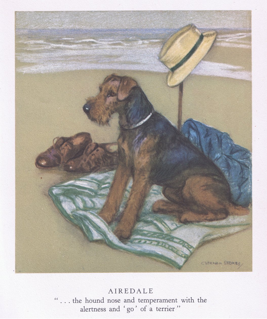 Airedale (litografia a cores) de George Vernon Stokes