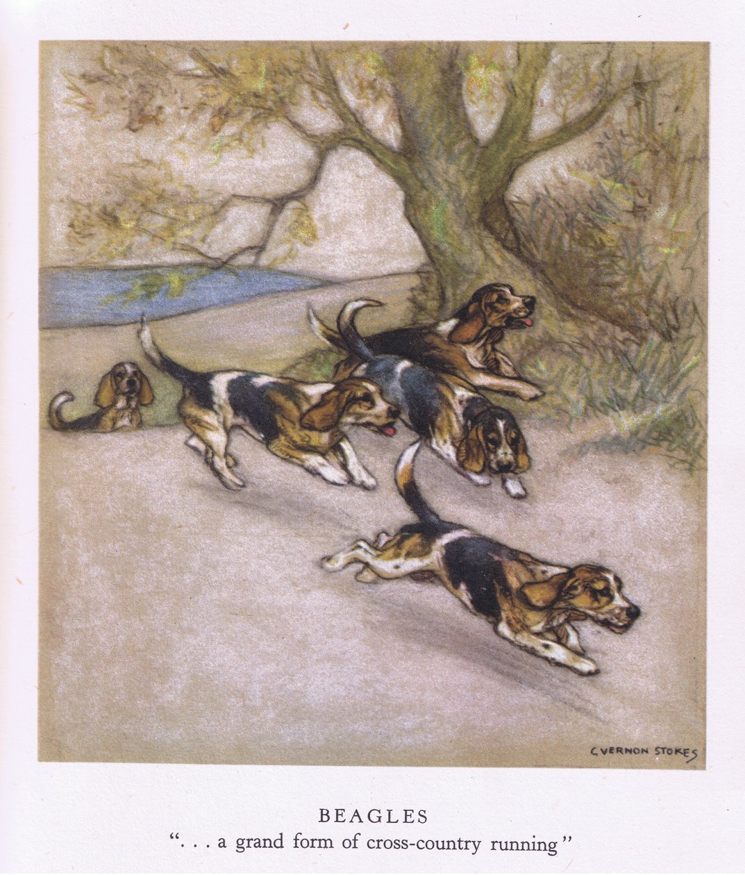 Beagles (litografia a cores) de George Vernon Stokes