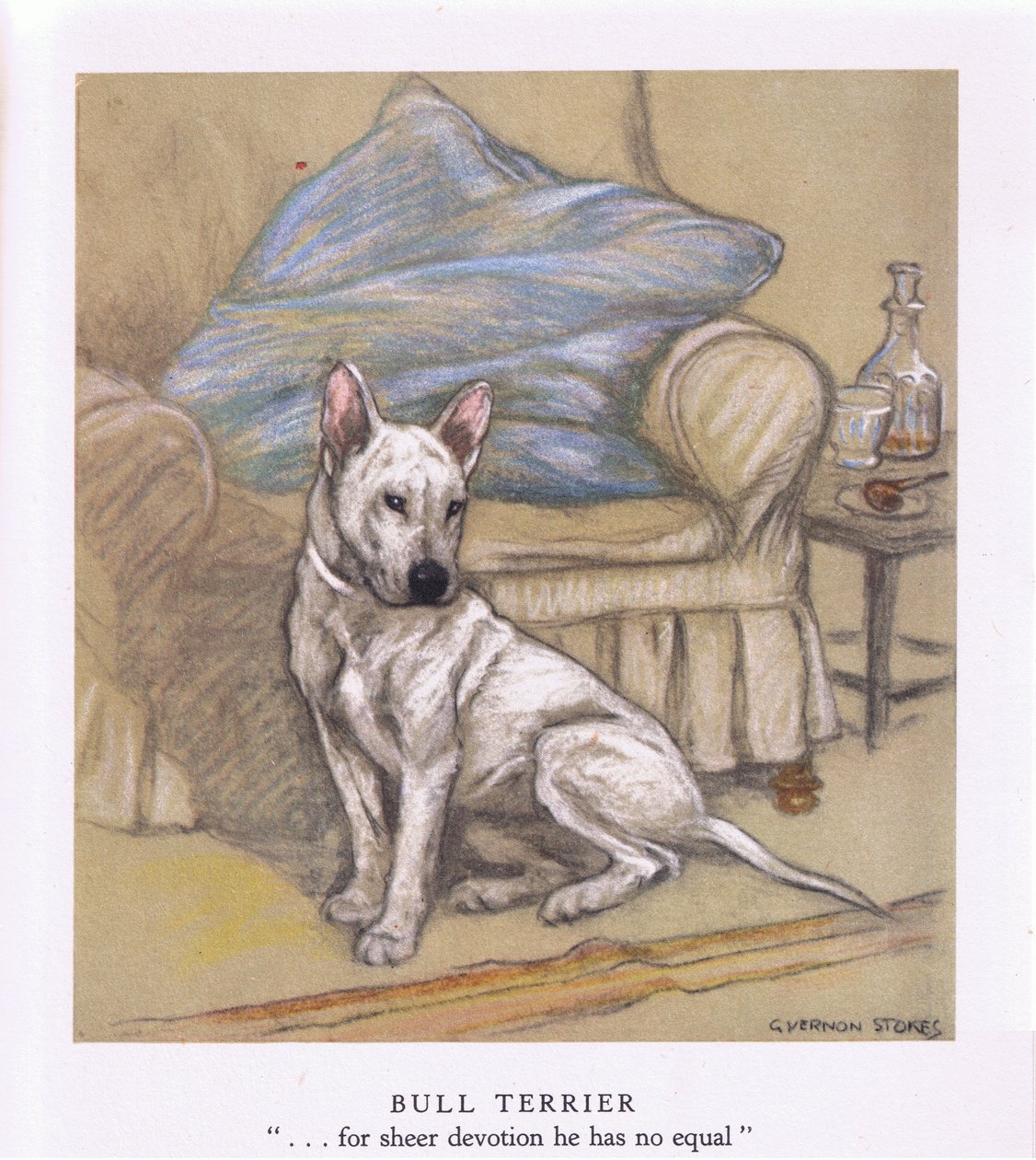 Bull Terrier (litografia a cores) de George Vernon Stokes