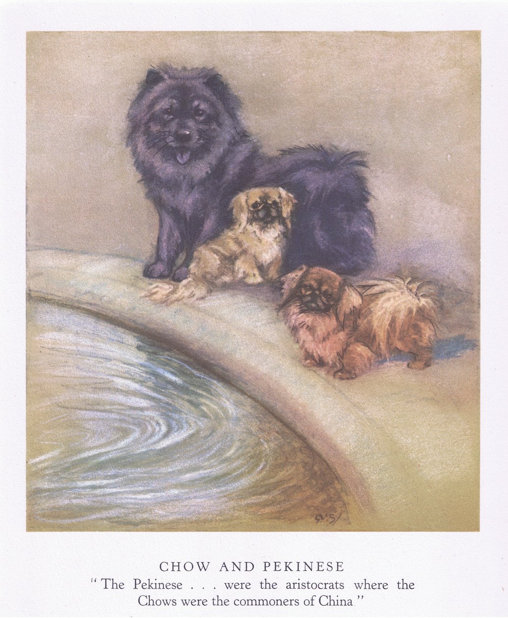 Chow e pequinês (litografia a cores) de George Vernon Stokes