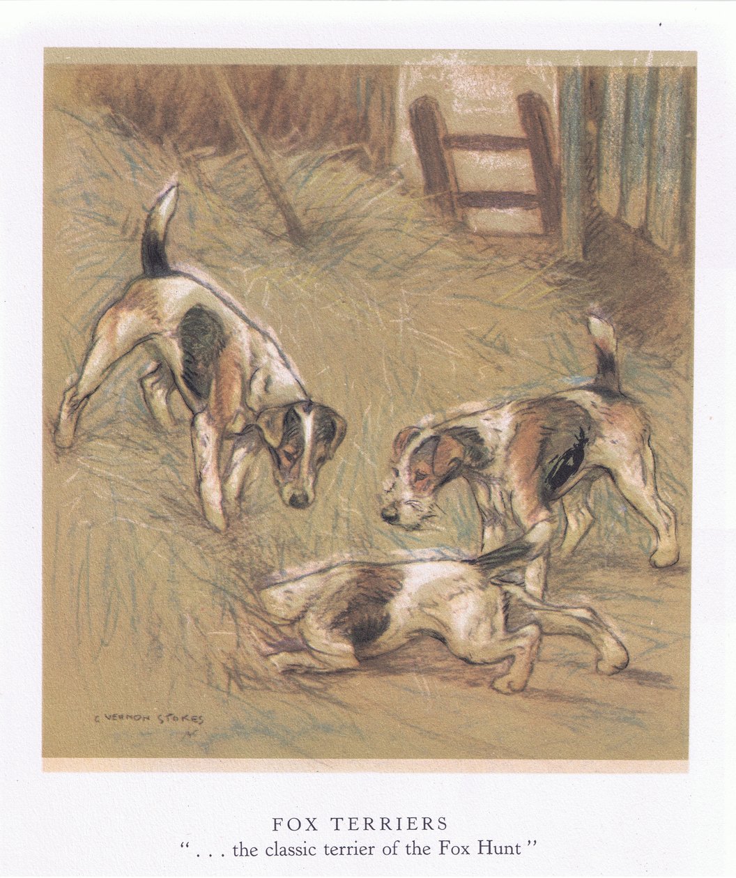 Fox Terriers (litografia a cores) de George Vernon Stokes