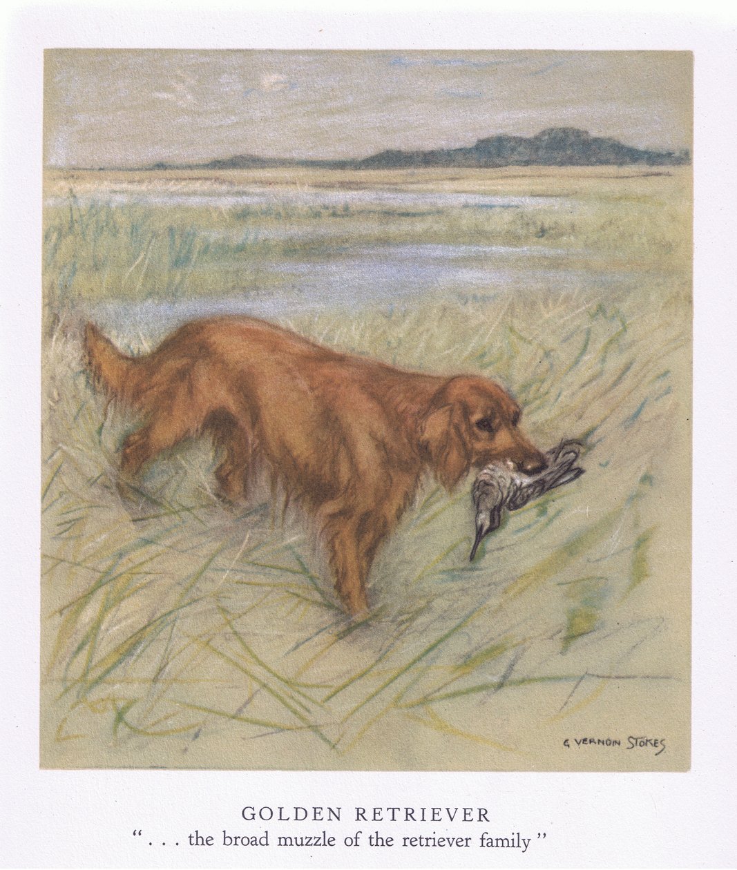 Golden Retriever (litografia a cores) de George Vernon Stokes