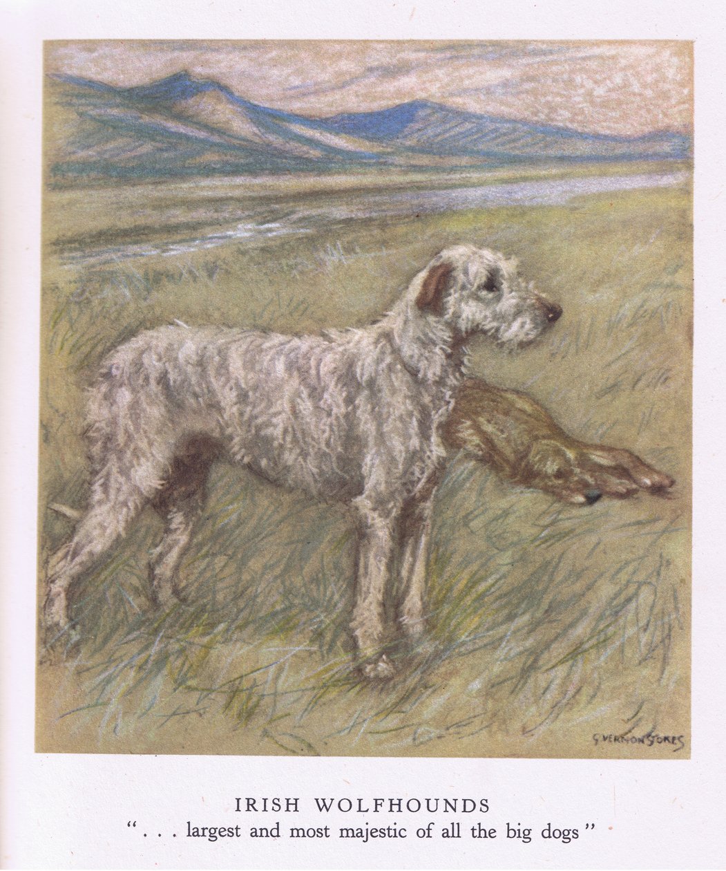 Irish Wolfhounds (litografia a cores) de George Vernon Stokes