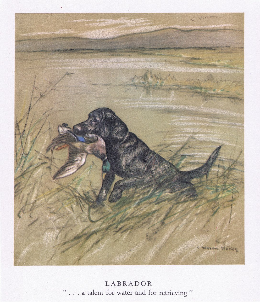 Labrador (litografia a cores) de George Vernon Stokes