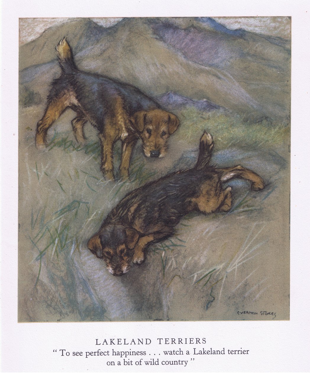 Lakeland Terriers (litografia a cores) de George Vernon Stokes