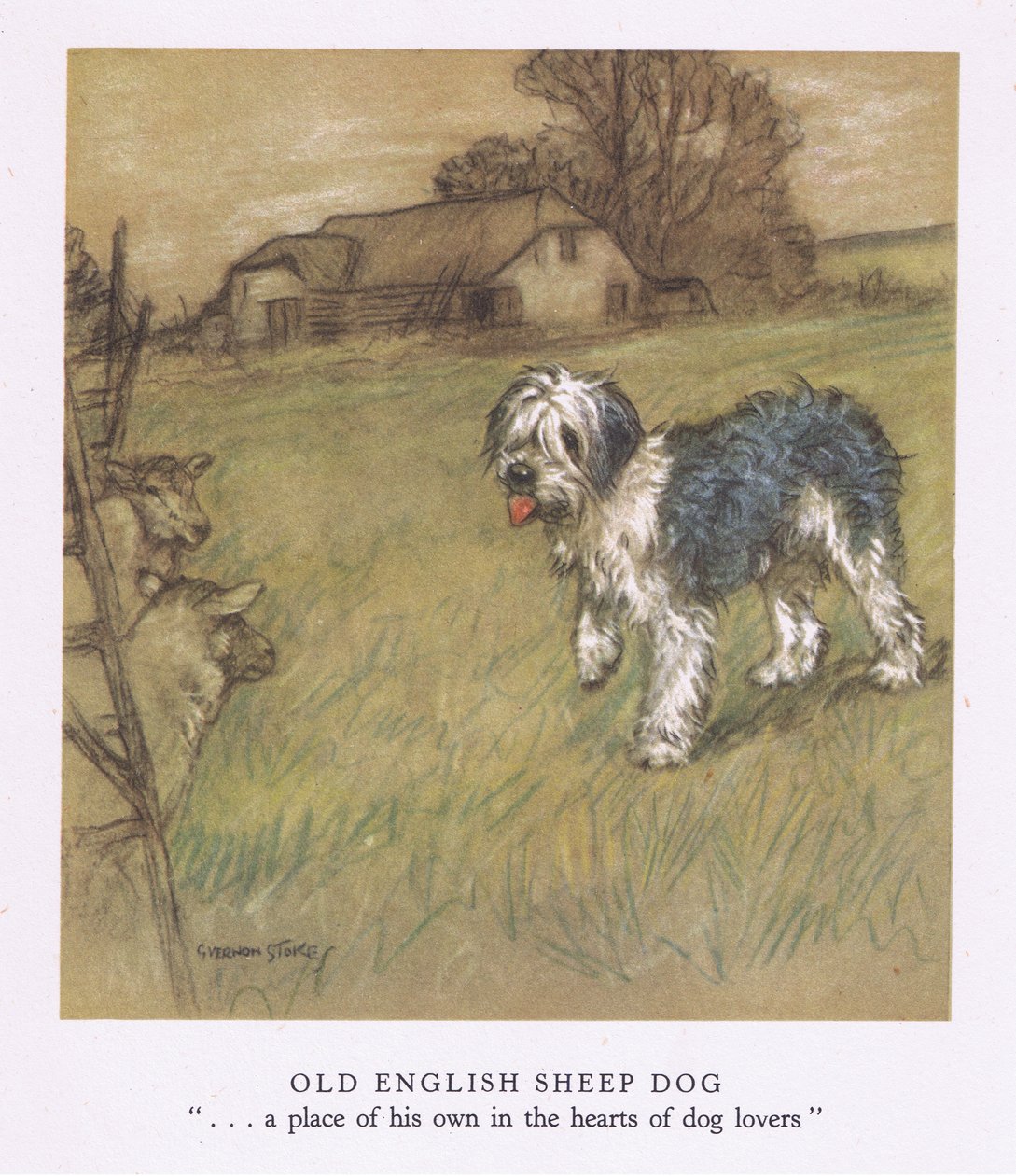 Old English Sheepdog (litografia a cores) de George Vernon Stokes