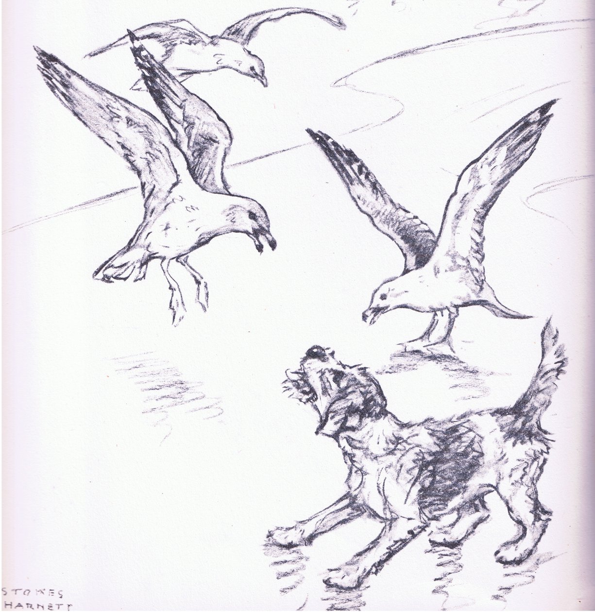 Rosie afasta as gaivotas, de Mudlarks publicado por Collins de George Vernon Stokes