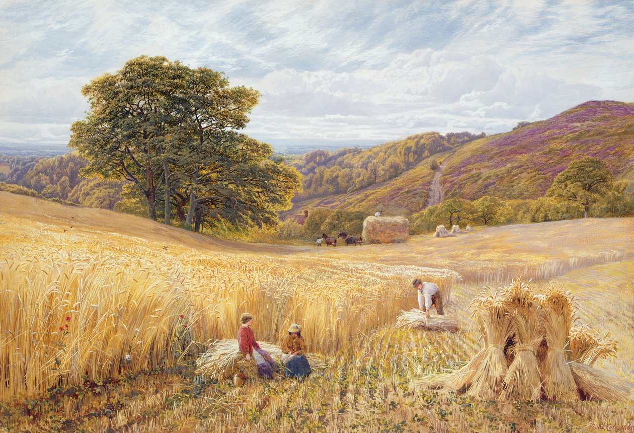 Tempo de colheita perto de Holmbury Hill, Surrey, 1865 (wc e bodycolour no papel) de George Vicat Cole