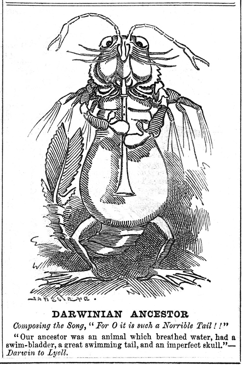 Antepassado darwiniano, 1887 de George du Maurier