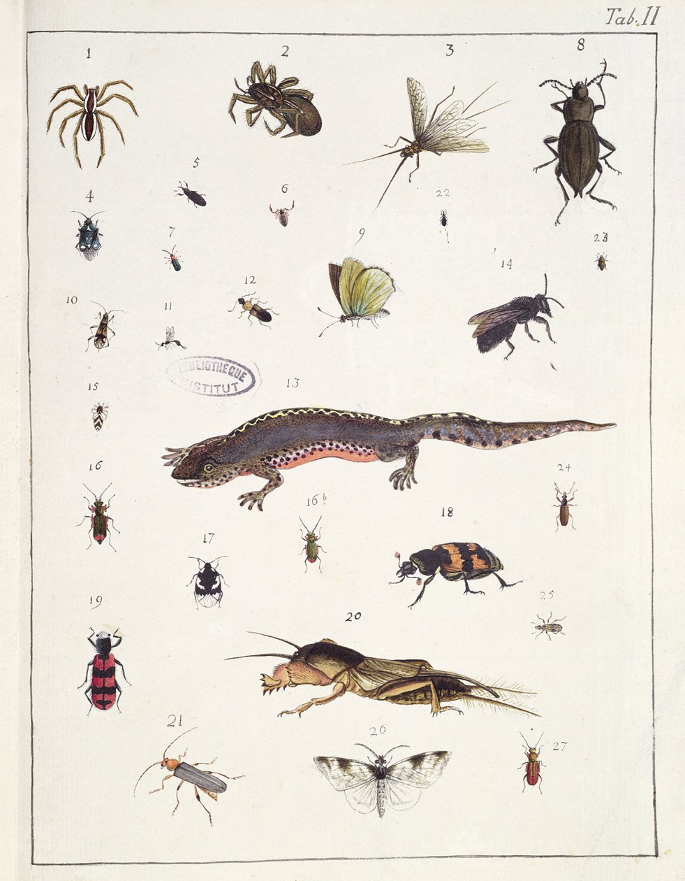 Vários insectos e um lagarto, prato II de &39;Diarium Zoologicum&39;, 1787 (caneta e tinta sobre papel) de Georges Cuvier