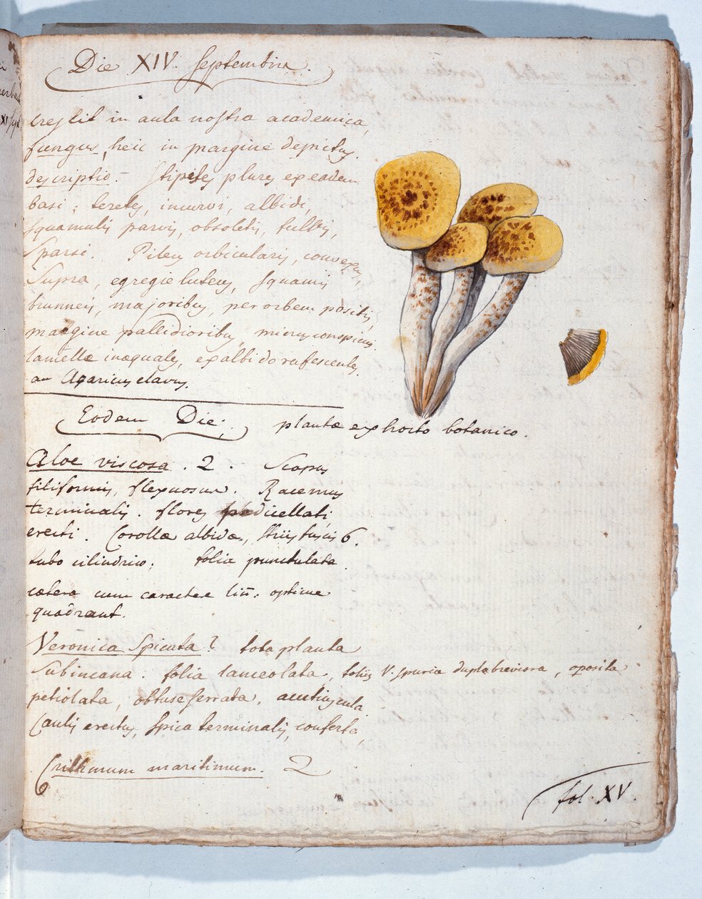 Ilustração de uma espécie de fungo, de &39;Diarium Botanicum&39; pelo artista, 1786 (caneta e tinta sobre papel) de Georges Cuvier