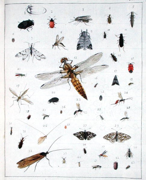 Vários insectos, placa III de 