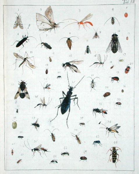 Vários insectos, placa VII de 