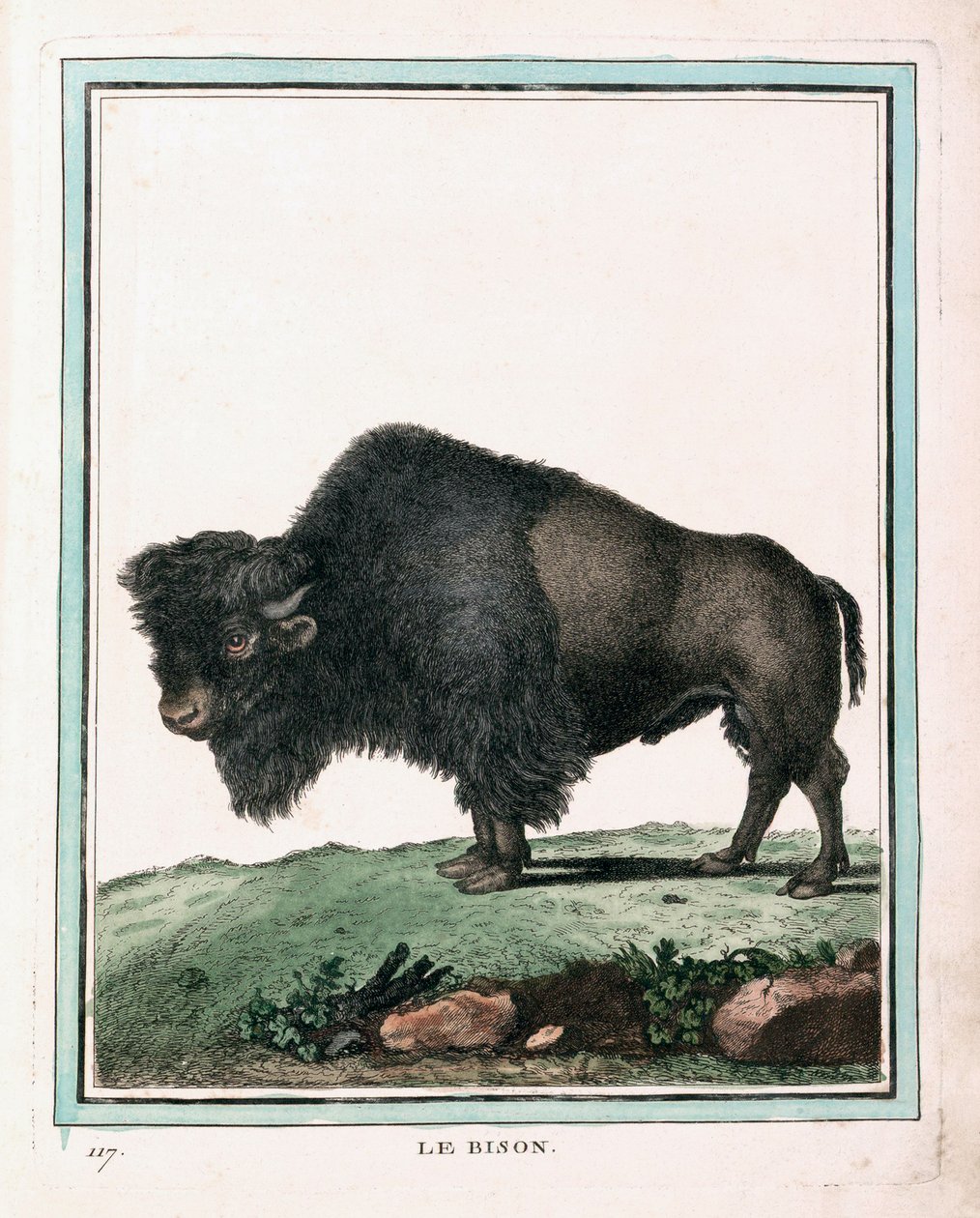 Antique Print of American Buffalo de Georges Louis Leclerc