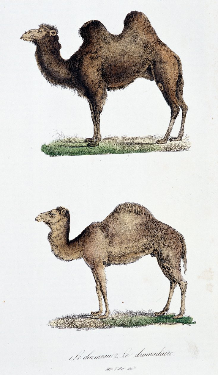 Camelo e um Dromedário (cor litho) de Georges Louis Leclerc