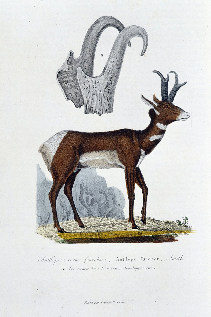 Conselho de História Natural: Tábua Zoológica representando o Antílope Espancado; Antílope de Furcifer, Smith. a. Os chifres em todo o seu desenvolvimento - em "Obras Completas de Buffon" do naturalista Georges Louis Leclerc, Conde de Buffon (1707 - 1788). de Georges Louis Leclerc