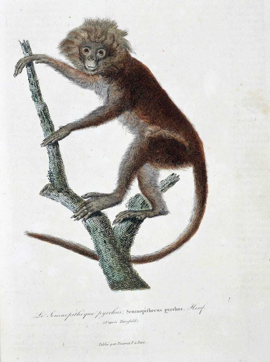 Placa de História Natural: Placa Zoológica representando Semnopitheque pyrrhus; Semnopithecus pyrrhus (de Horsfield) - em "Completely Works of Buffon" do naturalista Georges Louis Leclerc, Conde de Buffon (1707 - 1788). Gravura a partir de 1837. de Georges Louis Leclerc