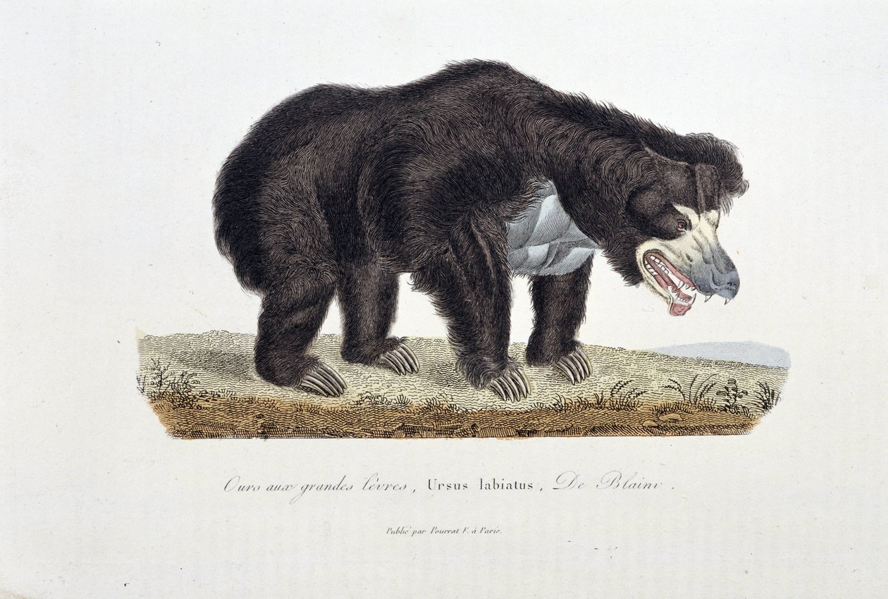 Placa de História Natural: Placa Zoológica representando o Urso com Grandes Lábios, Ursus labiatus, De Blaini - em "Completes of Buffon" do naturalista Georges Louis Leclerc, Conde de Buffon (1707 - 1788). Gravura a partir de 1837. de Georges Louis Leclerc