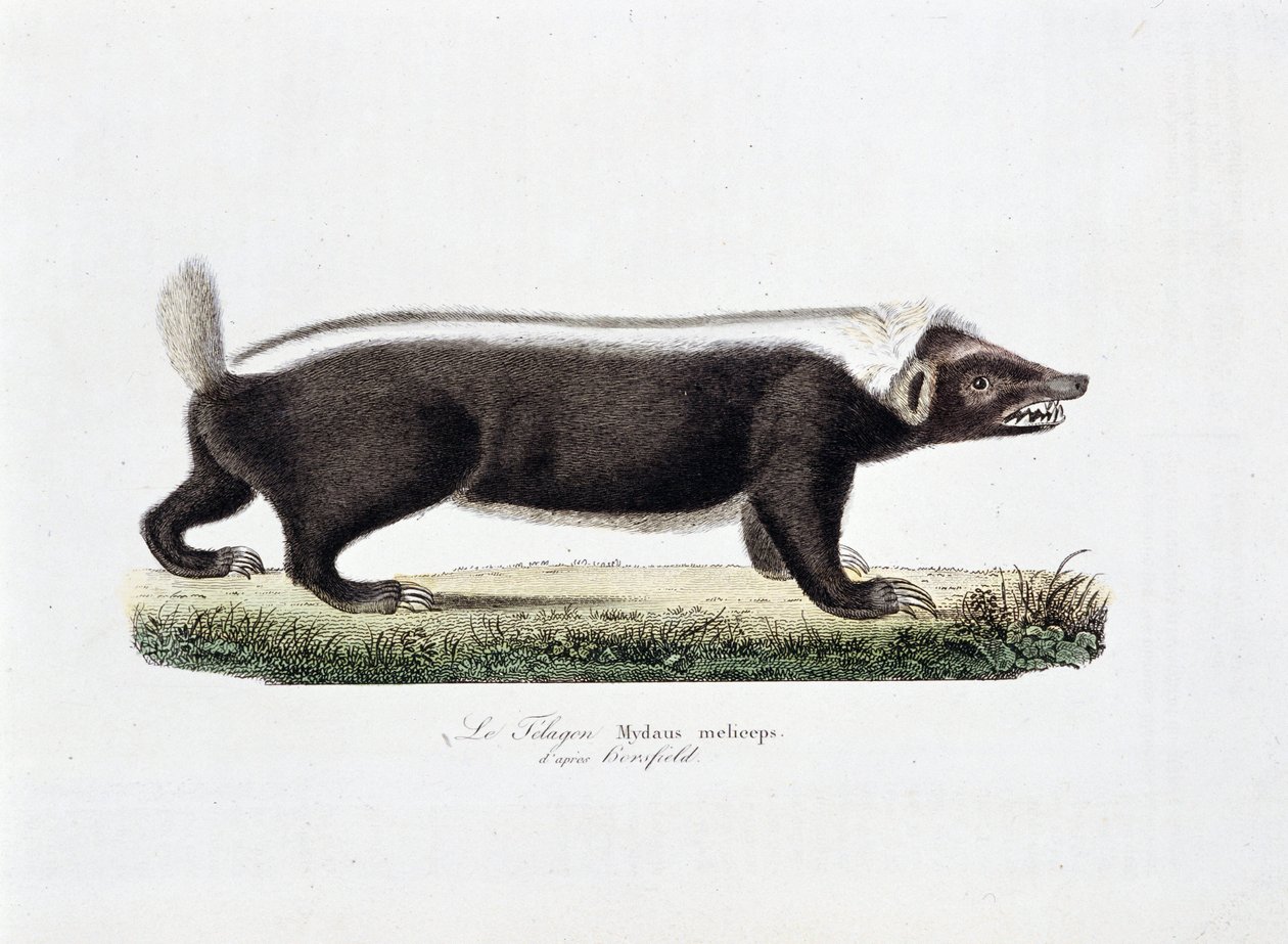 Placa de História Natural: Quadro zoológico representando Le Telagon, Mydaus meliceps d