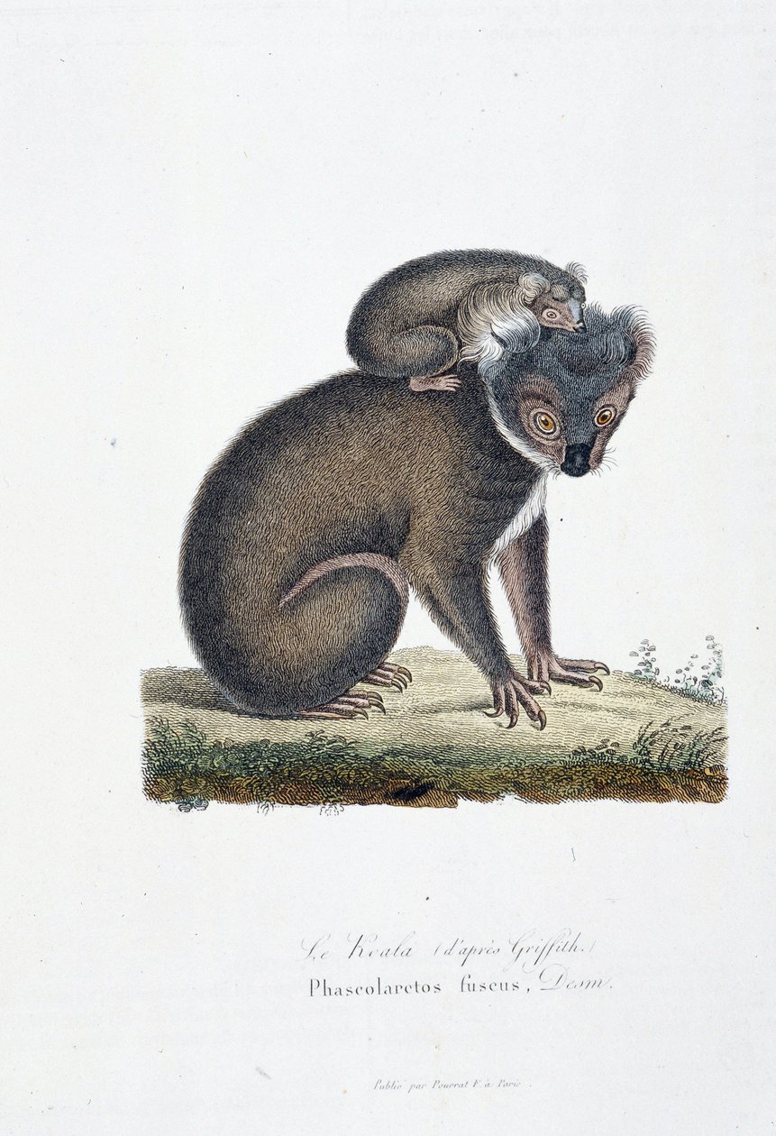 Placa de História Natural: Placa Zoológica representando Koala (depois de Griffith), Phascolarctos Fuscus - em "Completes of Buffon" pelo naturalista Georges Louis Leclerc, Conde de Buffon (1707 - 1788). Gravura a partir de 1837. de Georges Louis Leclerc