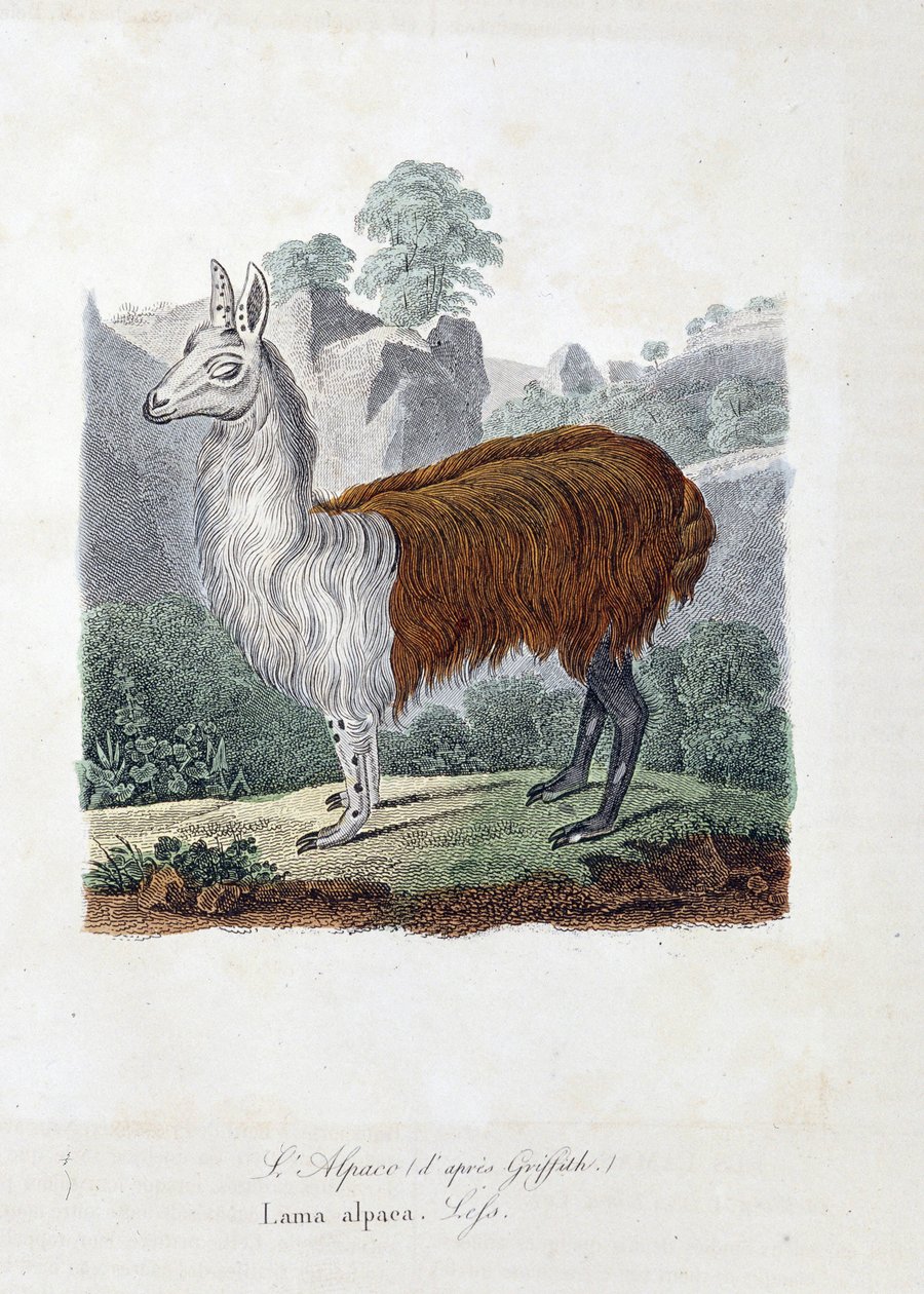 Placa de História Natural: Placa Zoológica representando L