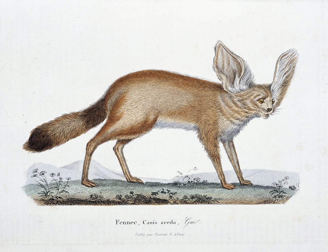 Placa de História Natural: Placa Zoológica representando Le Fennec, Canis zerda - em "Completes of Buffon" pelo naturalista Georges Louis Leclerc, Conde de Buffon (1707 - 1788). Gravura a partir de 1837. de Georges Louis Leclerc