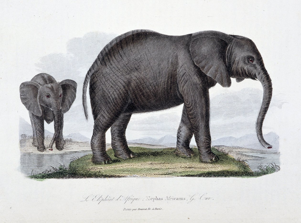 Placa de História Natural: Placa Zoológica representando o elefante africano; Elephas Africanus - em "Completes of Buffon" pelo naturalista Georges Louis Leclerc, Conde de Buffon (1707 - 1788). Gravura a partir de 1837. de Georges Louis Leclerc