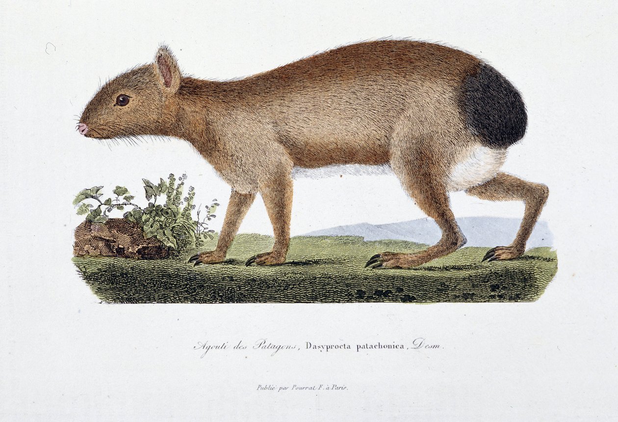 Placa de História Natural: Placa Zoológica representando o Agouti des Patagons, Dasyprocta patachonica - em "Obras Completas de Buffon" do naturalista Georges Louis Leclerc, Conde de Buffon (1707 - 1788). Gravura a partir de 1837. de Georges-Louis Leclerc