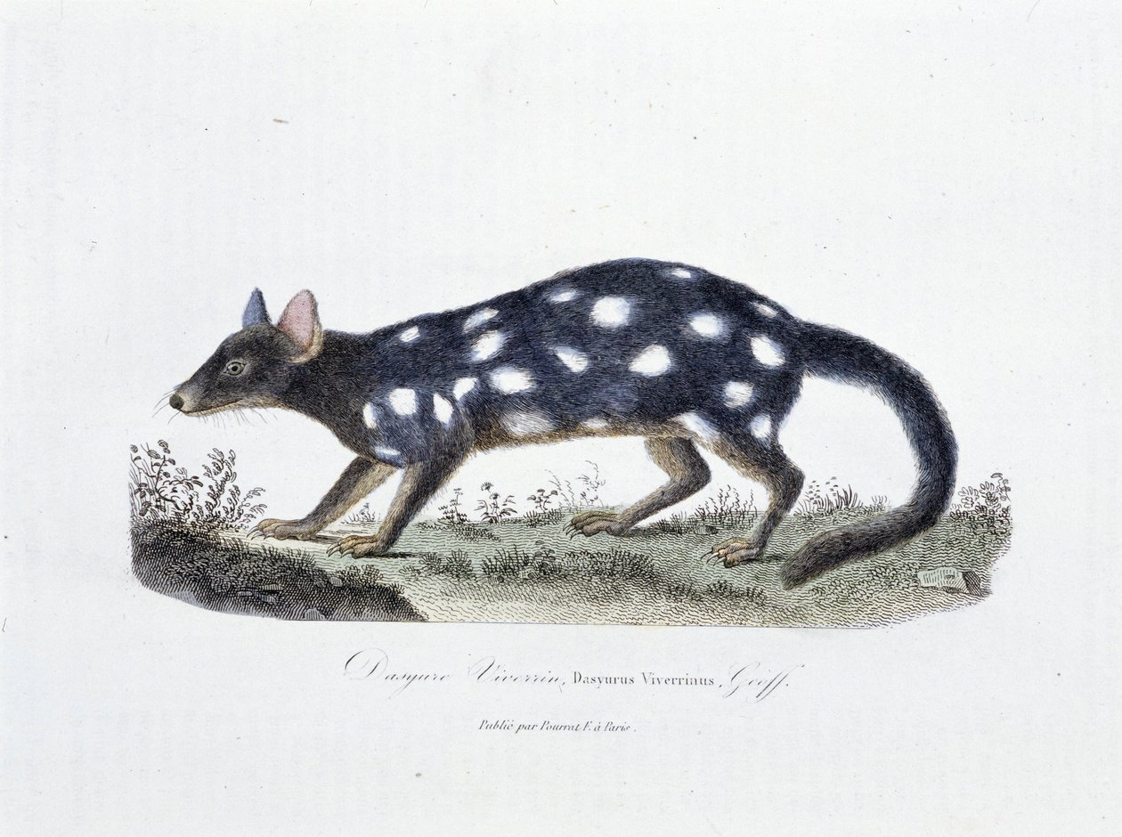 Placa de História Natural: Placa Zoológica representando o Dasyure Viverrin, Dasyurus Viverrinus - em "Completely Works of Buffon" do naturalista Georges Louis Leclerc, Conde de Buffon (1707 - 1788). Gravura a partir de 1837. de Georges Louis Leclerc