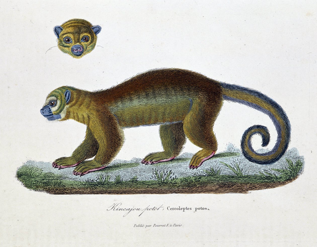 Placa de História Natural: Placa Zoológica representando o Kincajou Potot, Cercoleptes potos - em "Obras completas de Buffon" do naturalista Georges Louis Leclerc, Conde de Buffon (1707 - 1788). Gravura a partir de 1837. de Georges Louis Leclerc