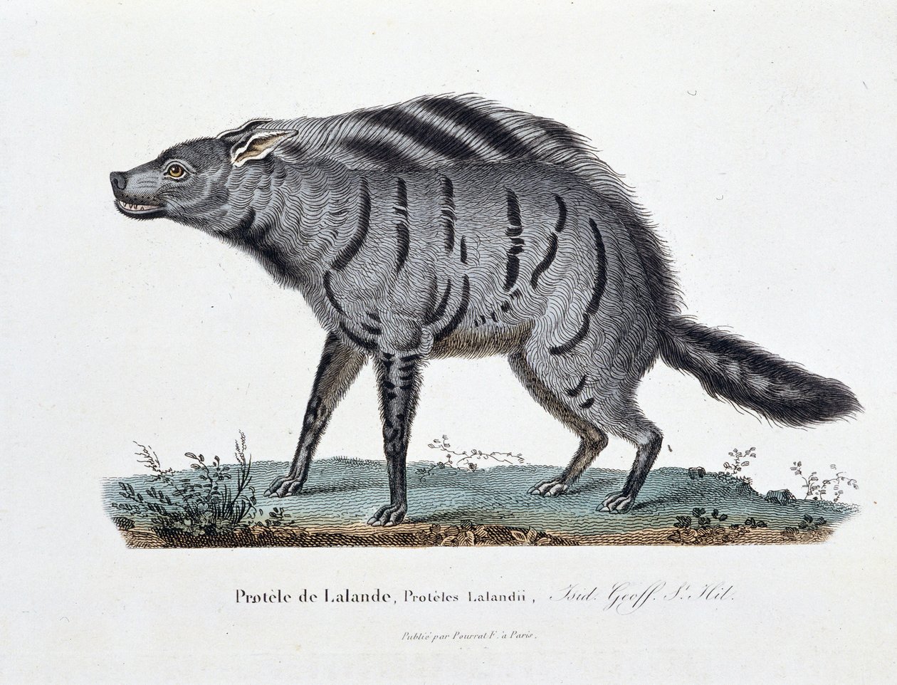 Placa de História Natural: Placa Zoológica representando a Protele de Lalande, Proteles Lalandii - em "Completely Works of Buffon" do naturalista Georges Louis Leclerc, Conde de Buffon (1707 - 1788). Gravura a partir de 1837. de Georges Louis Leclerc
