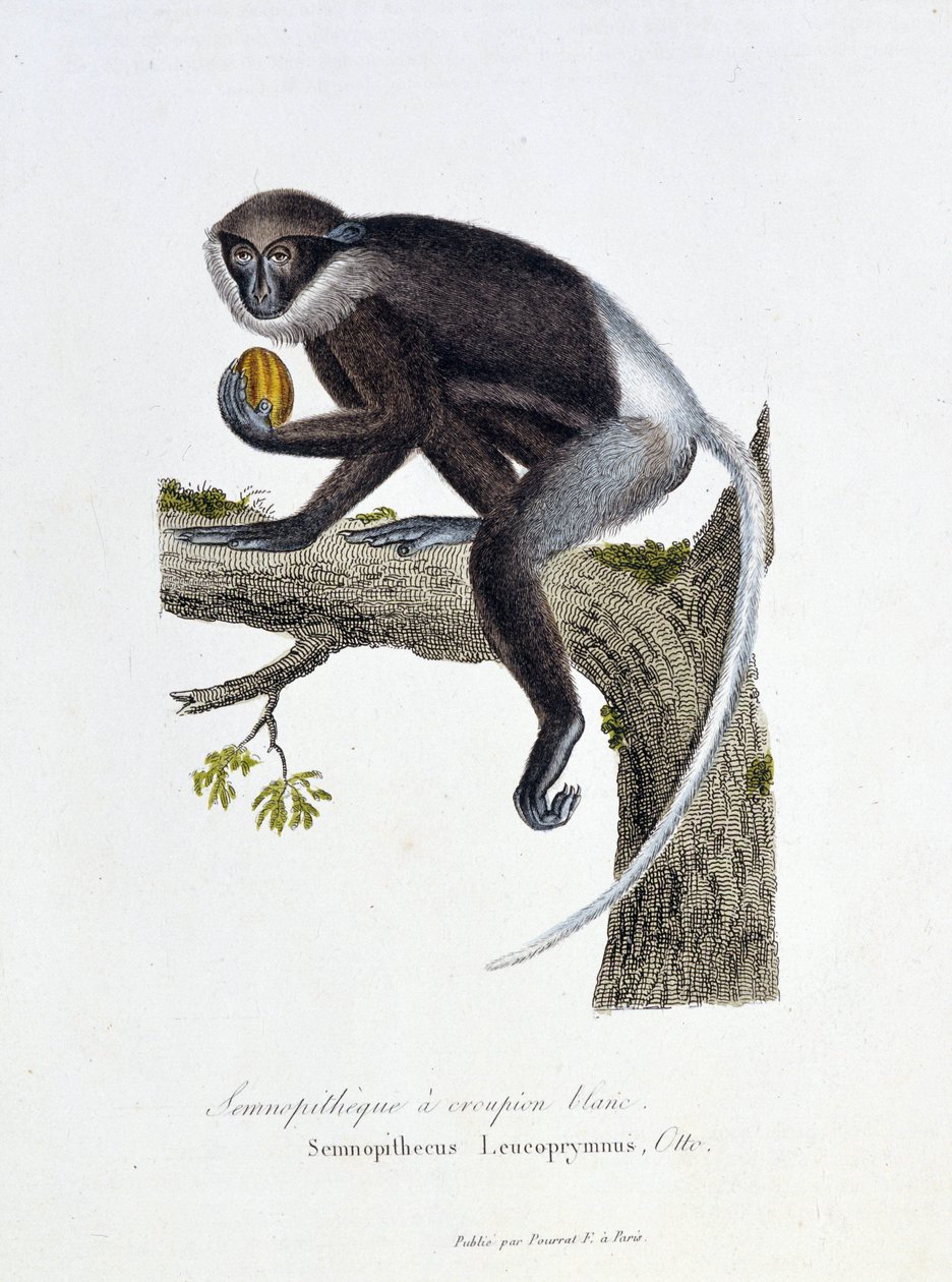 Placa de História Natural: Placa Zoológica representando o Semnopitheque White Rump, Semnopithecus Leucoprymnus, Otto - in "Completes of Buffon" do naturalista Georges Louis Leclerc, Conde de Buffon (1707 - 1788). Gravura a partir de 1837. de Georges Louis Leclerc