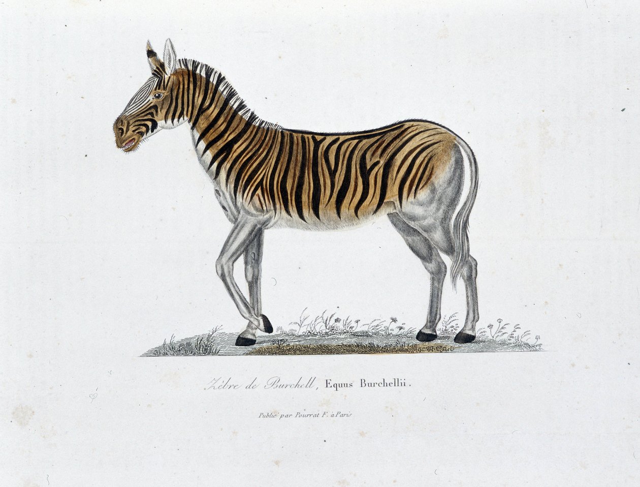 Placa de História Natural: Placa Zoológica representando o Zebra de Burchell, Equus Burchellii - em "Completely Works of Buffon" do naturalista Georges Louis Leclerc, Conde de Buffon (1707 - 1788). Gravura a partir de 1837. de Georges Louis Leclerc