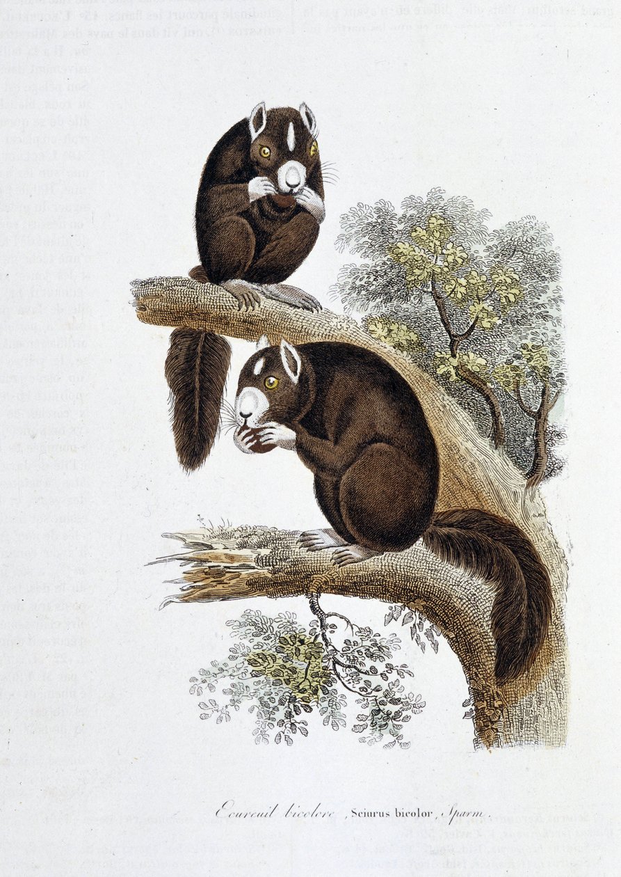 Placa de História Natural: Placa zoológica representando o esquilo bicolor (Sciurus bicolor) - em "Obras de Buffon" do naturalista Georges Louis Leclerc, Conde de Buffon (1707 - 1788). Gravura a partir de 1837. de Georges Louis Leclerc