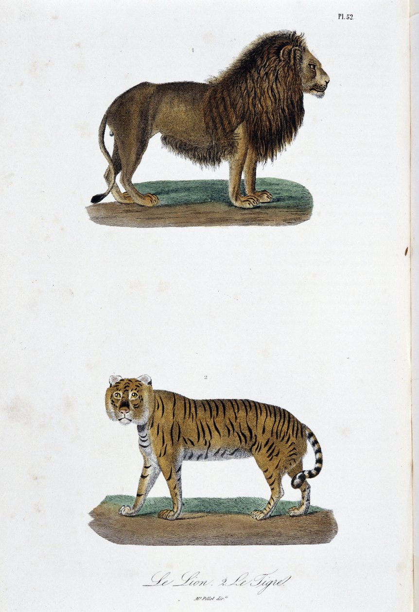 Placa de História Natural: Placa Zoológica representando o leão e o tigre - em "Completes of Buffon" do naturalista Georges Louis Leclerc, Conde de Buffon (1707 - 1788). Gravura a partir de 1837. de Georges Louis Leclerc