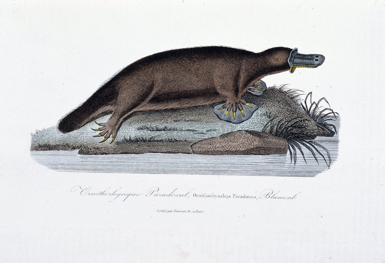 Placa de História Natural: Placa Zoológica representando o Paradoxal ornitológico (Ornithorhynchus Paradoxux), Blumenb - em "Obras de Buffon" do naturalista Georges Louis Leclerc, Conde de Buffon (1707 - 1788). Gravura a partir de 1837. de Georges Louis Leclerc