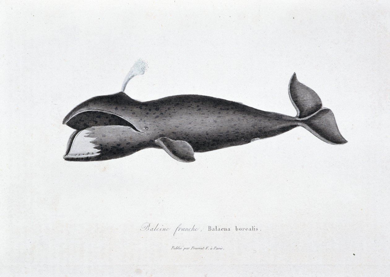 Placa de História Natural: Placa zoológica representando a baleia direita, Balaena boreal - em "Obras de Buffon" do naturalista Georges Louis Leclerc, Conde de Buffon (1707 - 1788). Gravura a partir de 1837. de Georges Louis Leclerc