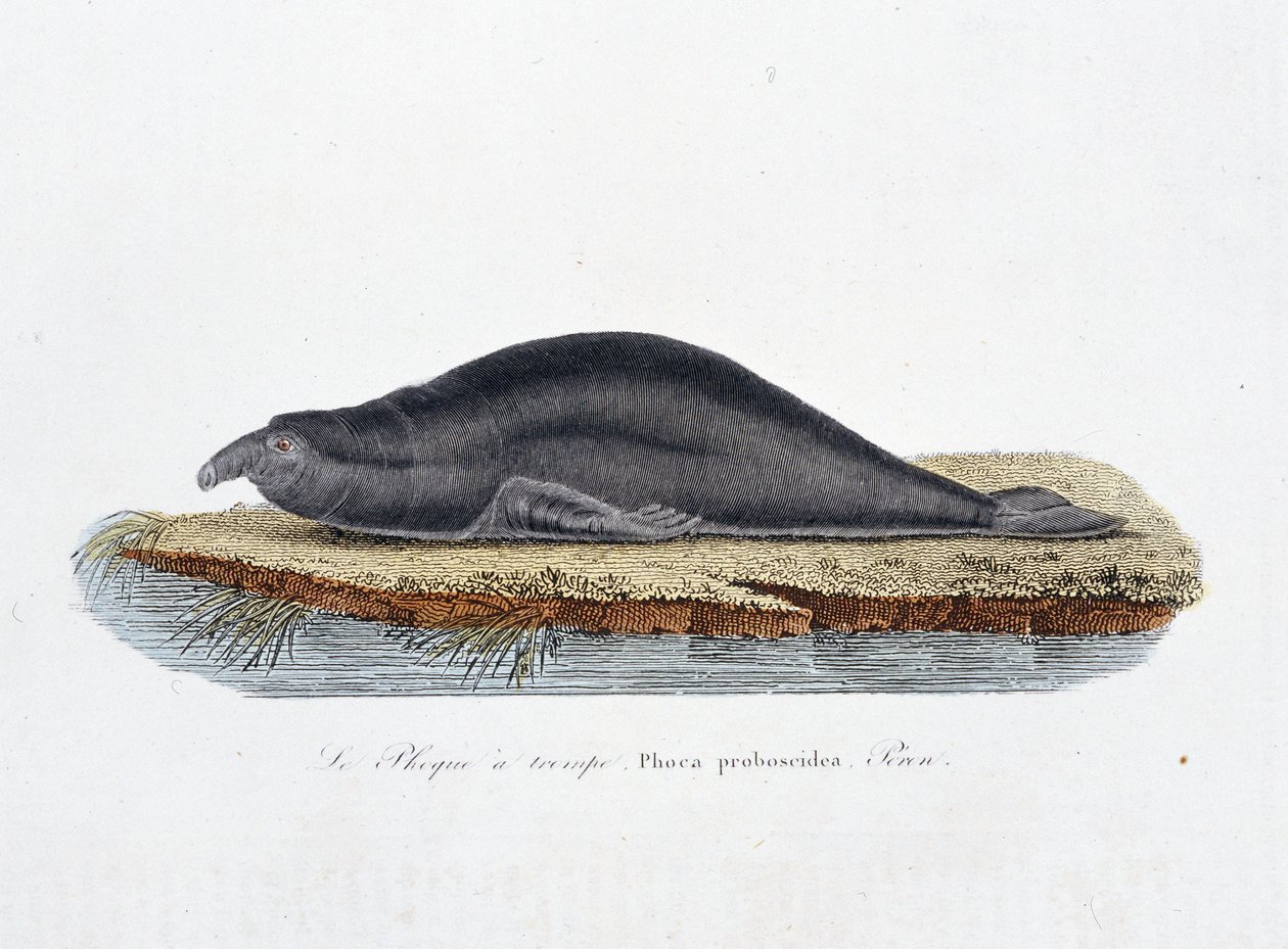Placa de História Natural: Placa Zoológica representando o selo a trompe, Phoca proboscidea, Peron - em "Completely Works of Buffon" do naturalista Georges Louis Leclerc, Conde de Buffon (1707 - 1788). Gravura a partir de 1837. de Georges Louis Leclerc