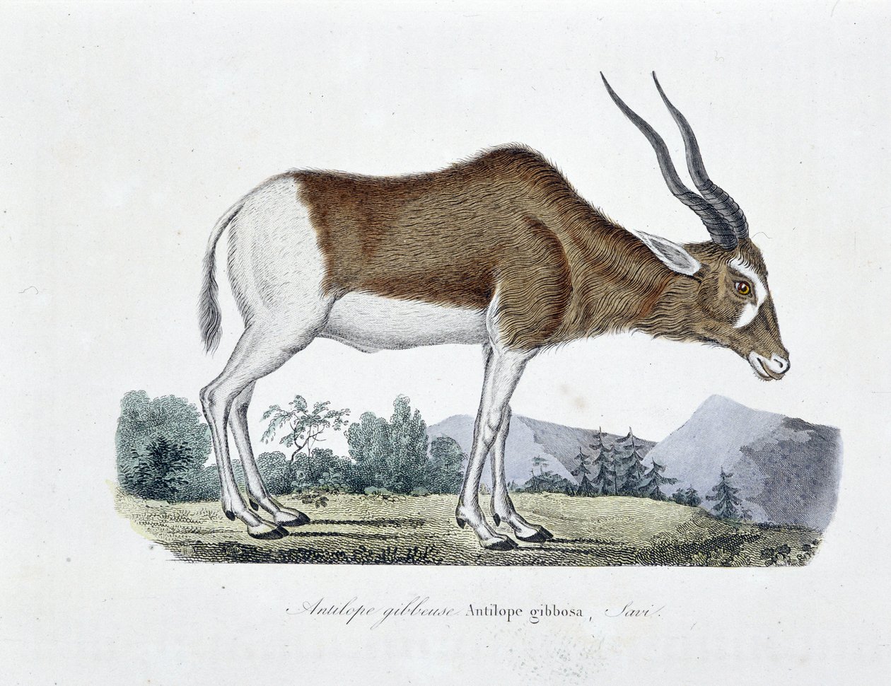 Placa de História Natural: Carta zoológica representando Antílope Gibboso, Antílope de Gibbosa, Savi - em "Obras Completas de Buffon" do naturalista Georges Louis Leclerc, Conde de Buffon (1707 - 1788). Gravura a partir de 1837. de Georges Louis Leclerc