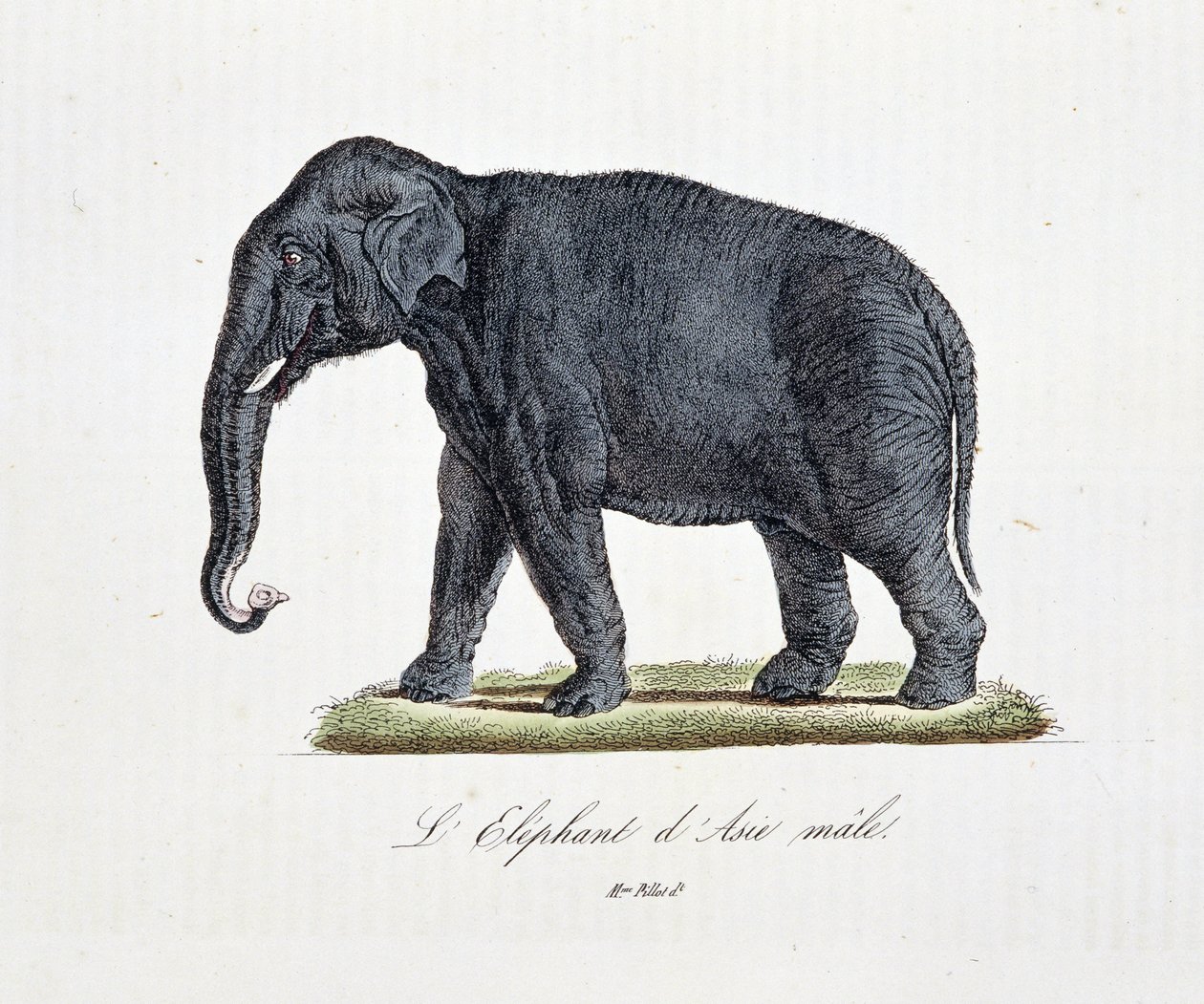 Placa de História Natural: Gráfico zoológico representando L