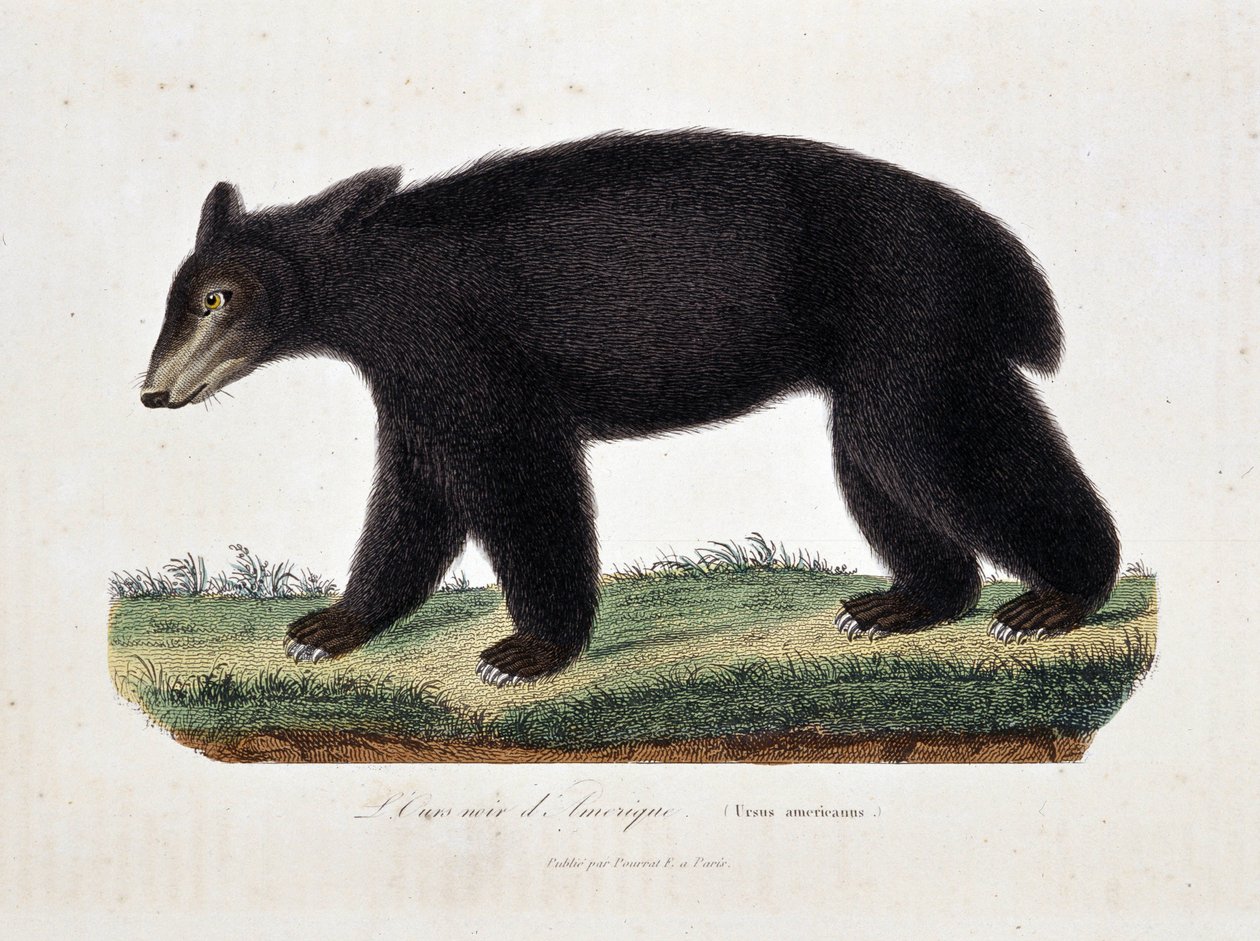 Placa de História Natural: Carta zoológica representando O Urso Negro da América (Ursus americanus) - em "Obras de Buffon" do naturalista Georges Louis Leclerc, Conde de Buffon (1707 - 1788). Gravura de 1837. de Georges Louis Leclerc