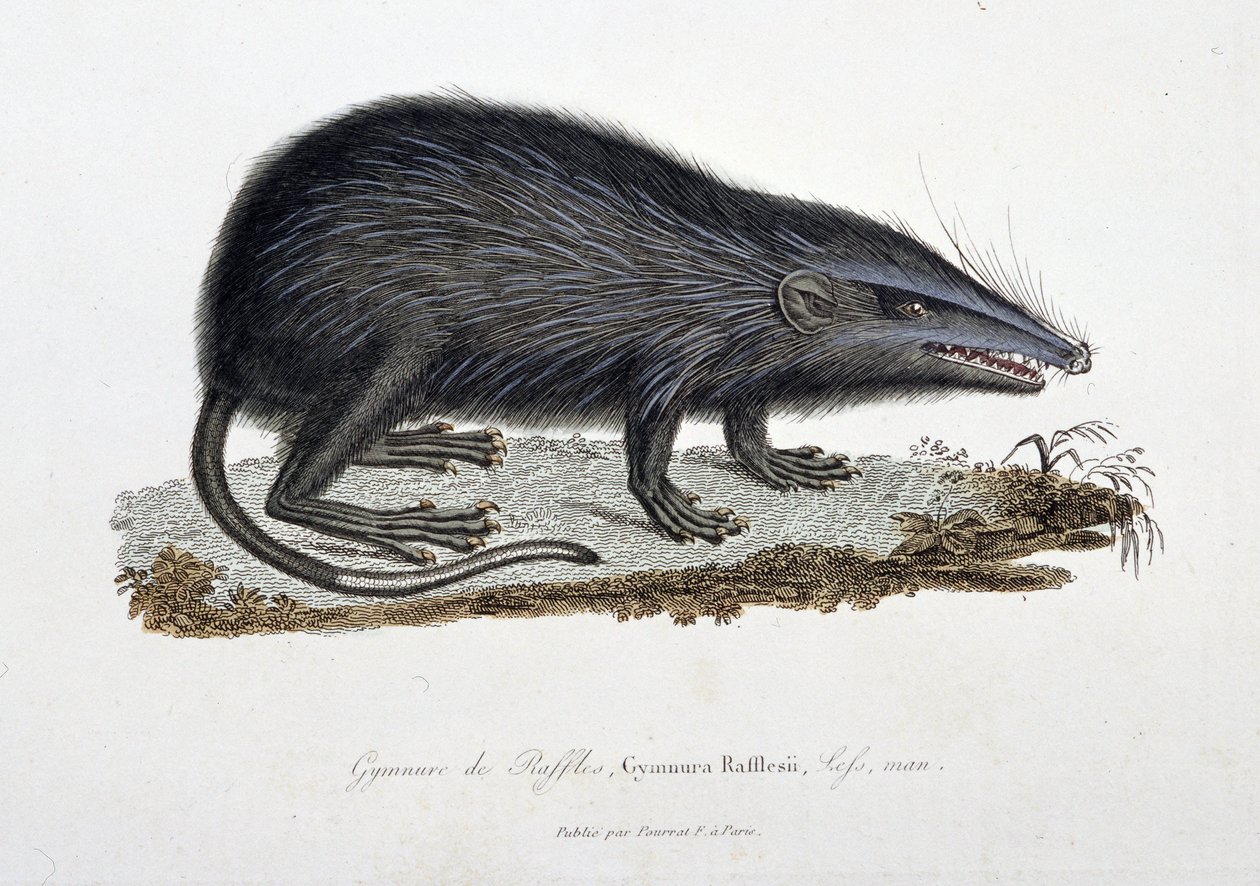 Placa de História Natural: Gráfico zoológico representando O Ginásio de Rifas, Gymnura Rafflesii, Esquerdos, homem - em "Completos de Buffon" do naturalista Georges Louis Leclerc, Conde de Buffon (1707 - 1788). Gravura a partir de 1837. de Georges Louis Leclerc