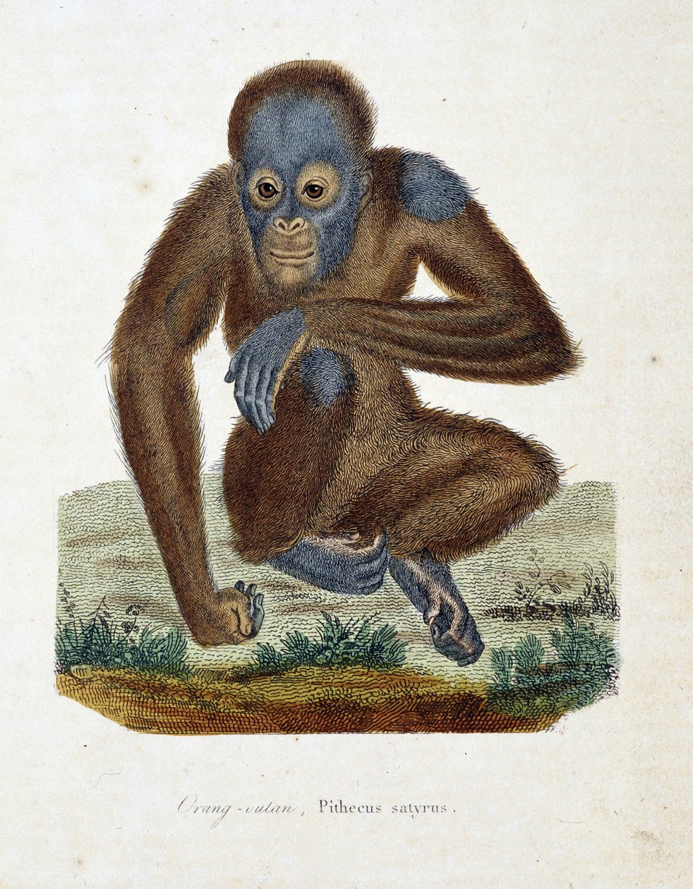 Placa de História Natural: Carta zoológica representando o Orang outan (orang outan, orang outang, orang outang), Pithecus satyrus - em "Completes of Buffon" pelo naturalista Georges Louis Leclerc, Conde de Buffon (1707 - 1788). Gravura a partir de 1837. de Georges Louis Leclerc