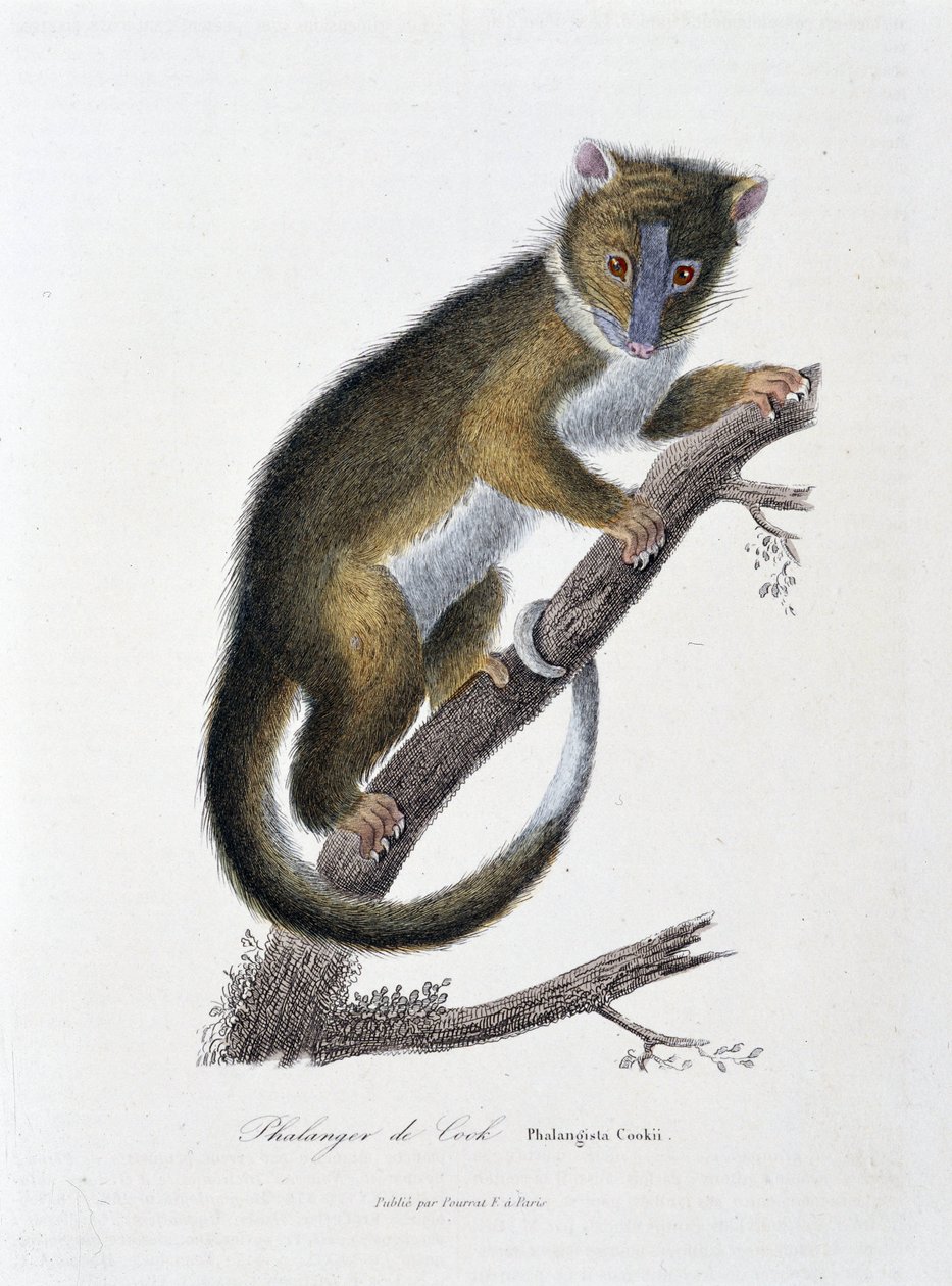 Placa de História Natural: Carta zoológica representando o Falanger de Cook (Phalangista Cookii) - em "Obras de Buffon" do naturalista Georges Louis Leclerc, Conde de Buffon (1707 - 1788). Gravura a partir de 1837. de Georges Louis Leclerc