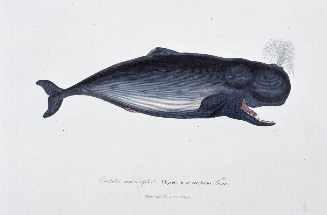 Placa de História Natural: Carta zoológica representando o cachalote macrocefálico, Physeter macrocephalus, Bonn - em "Obras de Buffon" do naturalista Georges Louis Leclerc, Conde de Buffon (1707 - 1788). Gravura a partir de 1837. de Georges Louis Leclerc