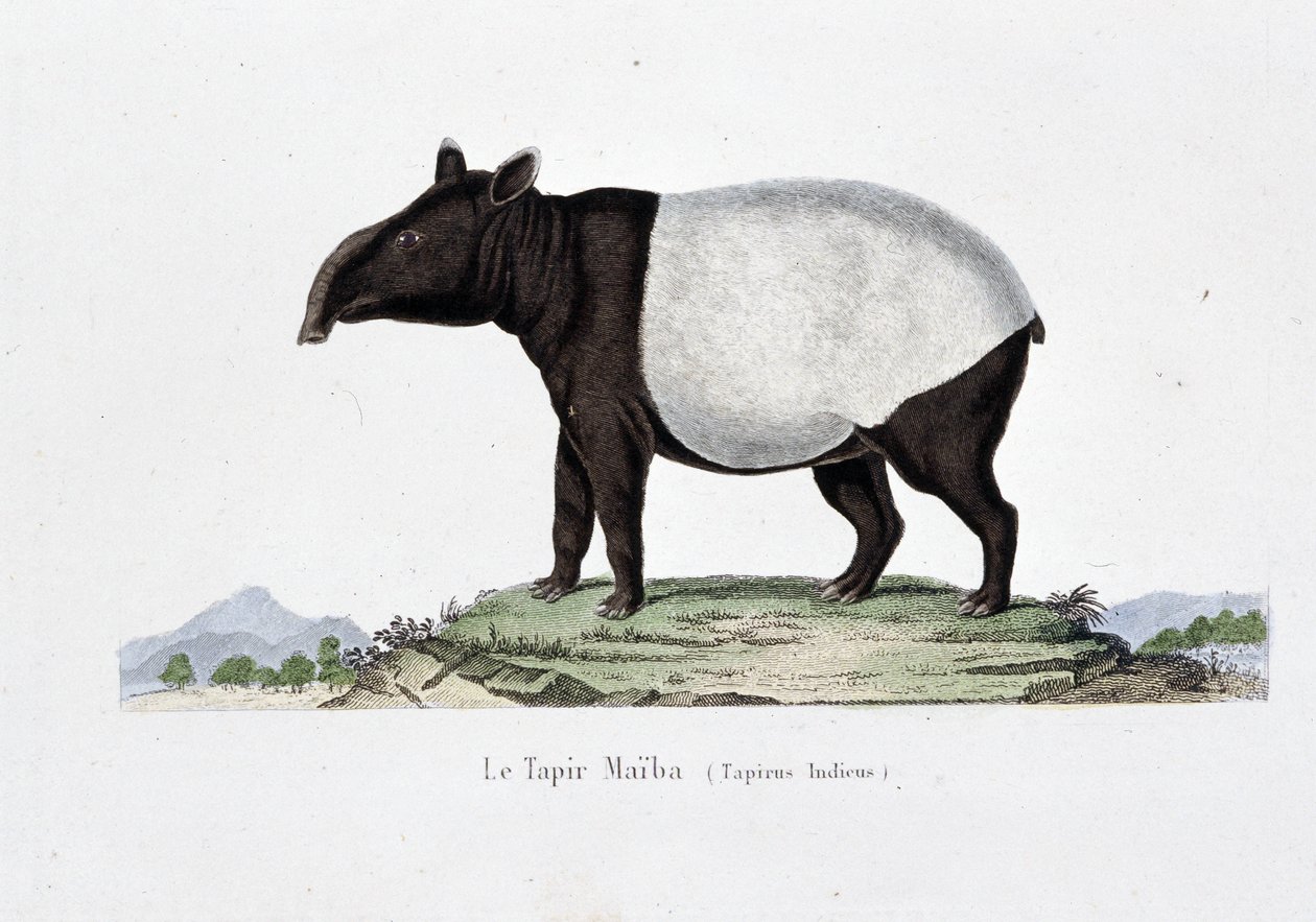 Placa de História Natural: Carta Zoológica representando Le Tapir Maiba (Tapirus Indicus) - em "Obras de Buffon" do naturalista Georges Louis Leclerc, Conde de Buffon (1707 - 1788). Gravura a partir de 1837. de Georges Louis Leclerc