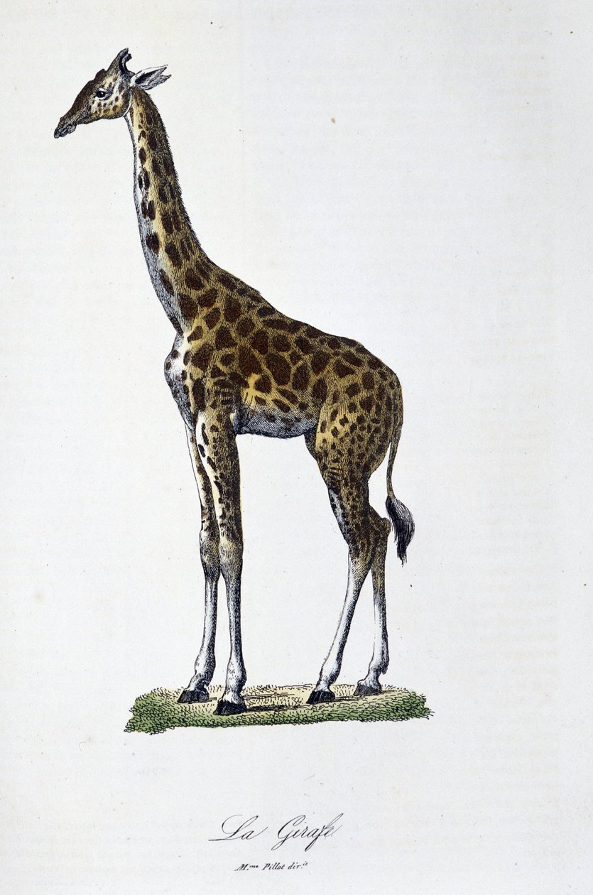 Placa de História Natural: Carta zoológica representando a girafa - em "Completes of Buffon" do naturalista Georges Louis Leclerc, Conde de Buffon (1707 - 1788). Gravura a partir de 1837. de Georges Louis Leclerc