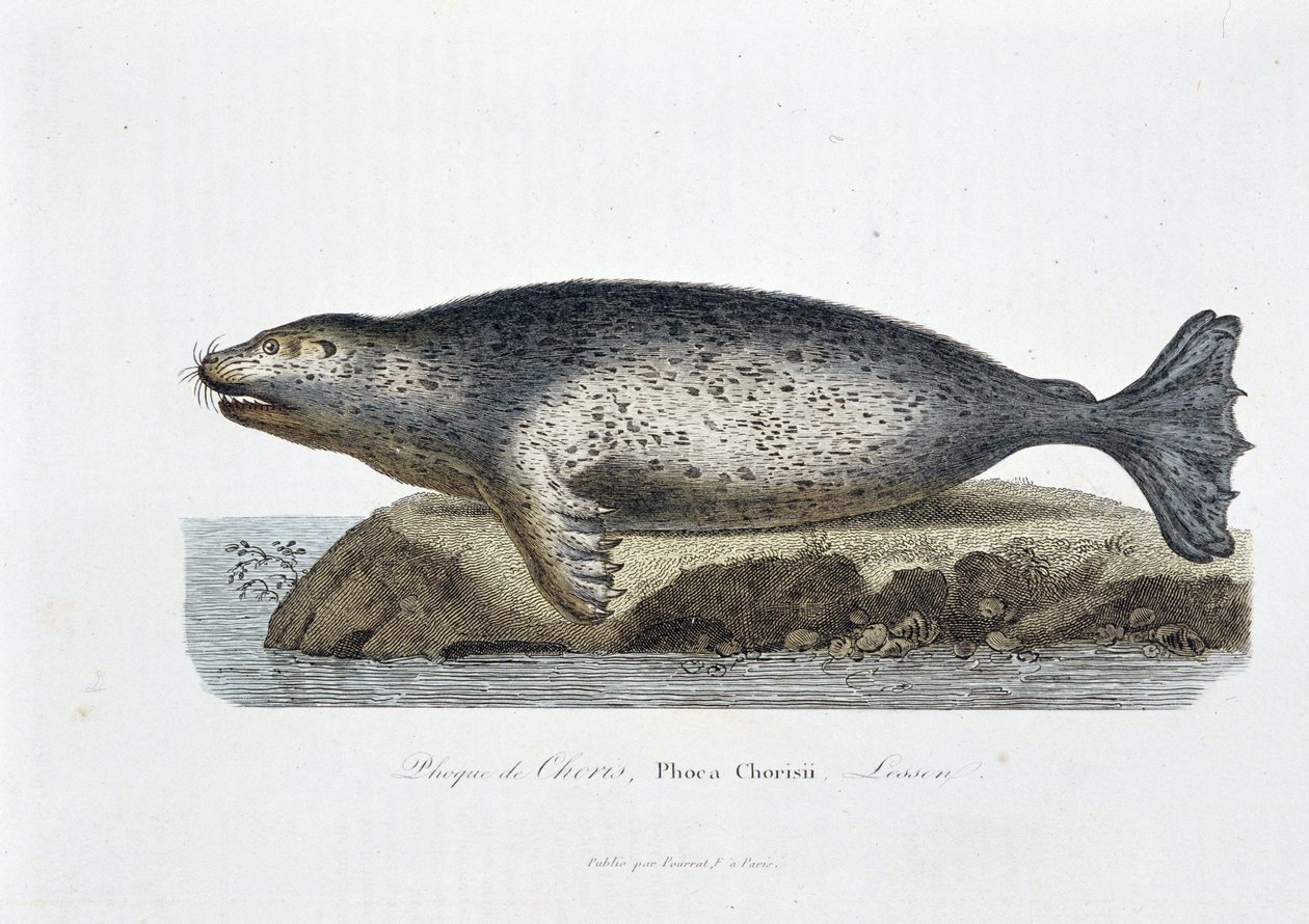 Quadro de história natural: Quadro zoológico representando o selo do coris, Phoca Chorisii, Aula - em "Obras de Buffon" do naturalista Georges Louis Leclerc, Conde de Buffon (1707 - 1788). Gravura a partir de 1837. de Georges-Louis Leclerc
