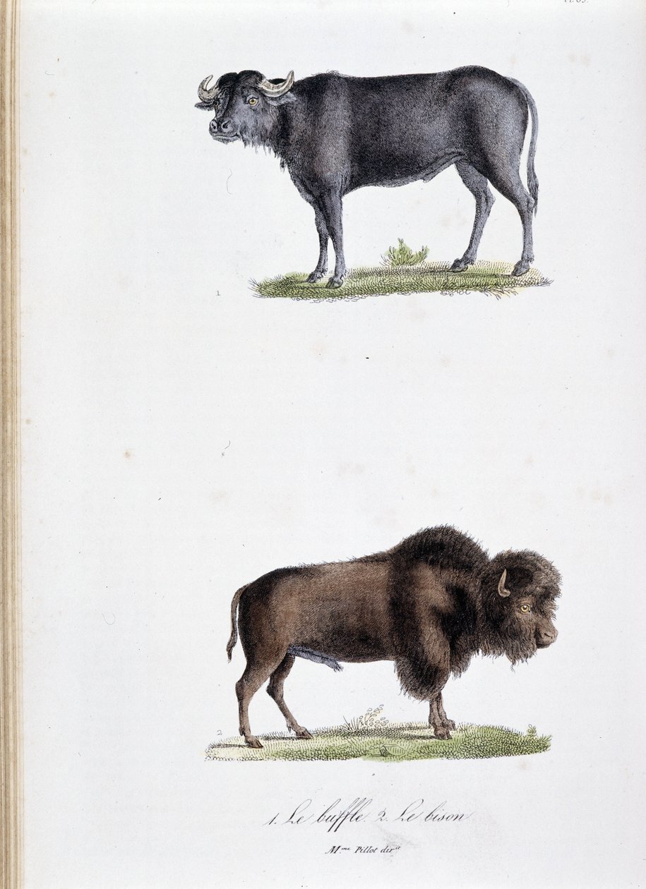 Quadro de história natural: Quadro zoológico representando 1. Búfalo e dois. Le bison - em "Obras completas de Buffon" pelo naturalista Georges Louis Leclerc, Conde de Buffon (1707 - 1788). Gravura a partir de 1837. de Georges Louis Leclerc