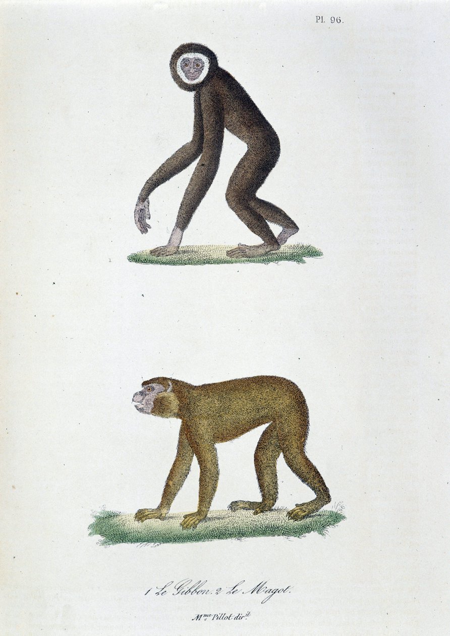 Quadro de história natural: Quadro zoológico representando 1. O Guibão e 2. Le Magot - em "Obras Completas de Buffon" do naturalista Georges Louis Leclerc, Conde de Buffon (1707 - 1788). Gravura a partir de 1837. de Georges Louis Leclerc